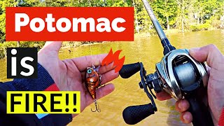 Fish are aggressively crushing this bait!😱 Potomac River Bass Fishing🎣