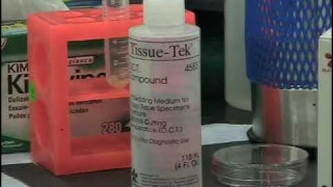 E12.5 Mouse Brain Cryosectioned and Flash Freezed