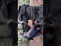 Turhan alp Bts Vedio #fatima #turhan #minahilanalysis