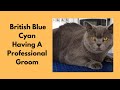 Grooming A British Blue Cat の動画、YouTube動画。