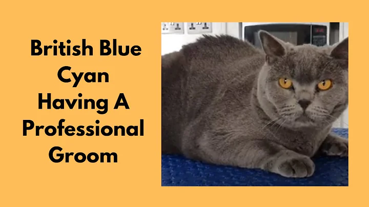 Grooming A British Blue Cat
