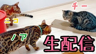 【生配信12/22】ポン・チーwithメンズベンガル猫🐈爪切りもできたらしたい生配信