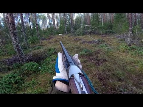 Video: Kuinka Valmistaa Jänis Valkoisessa Kastikkeessa: Metsästyskeittiö