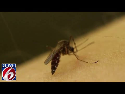 5 top-tested bug