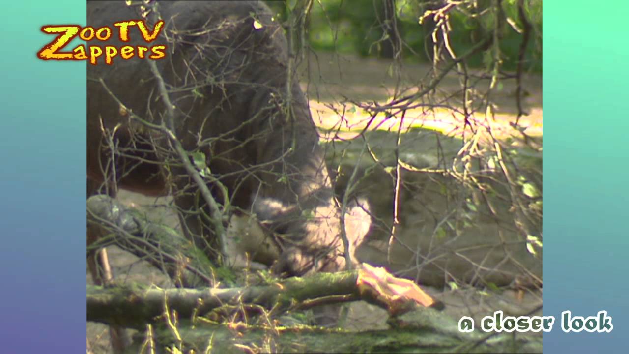 Zoo Safari - rendier - reindeer - rangifer tarandus