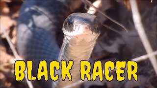 First Black Racer ~ 2016