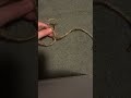 How to tie a clove hitch tree climbing easy #firewood #treeservice #treebranch