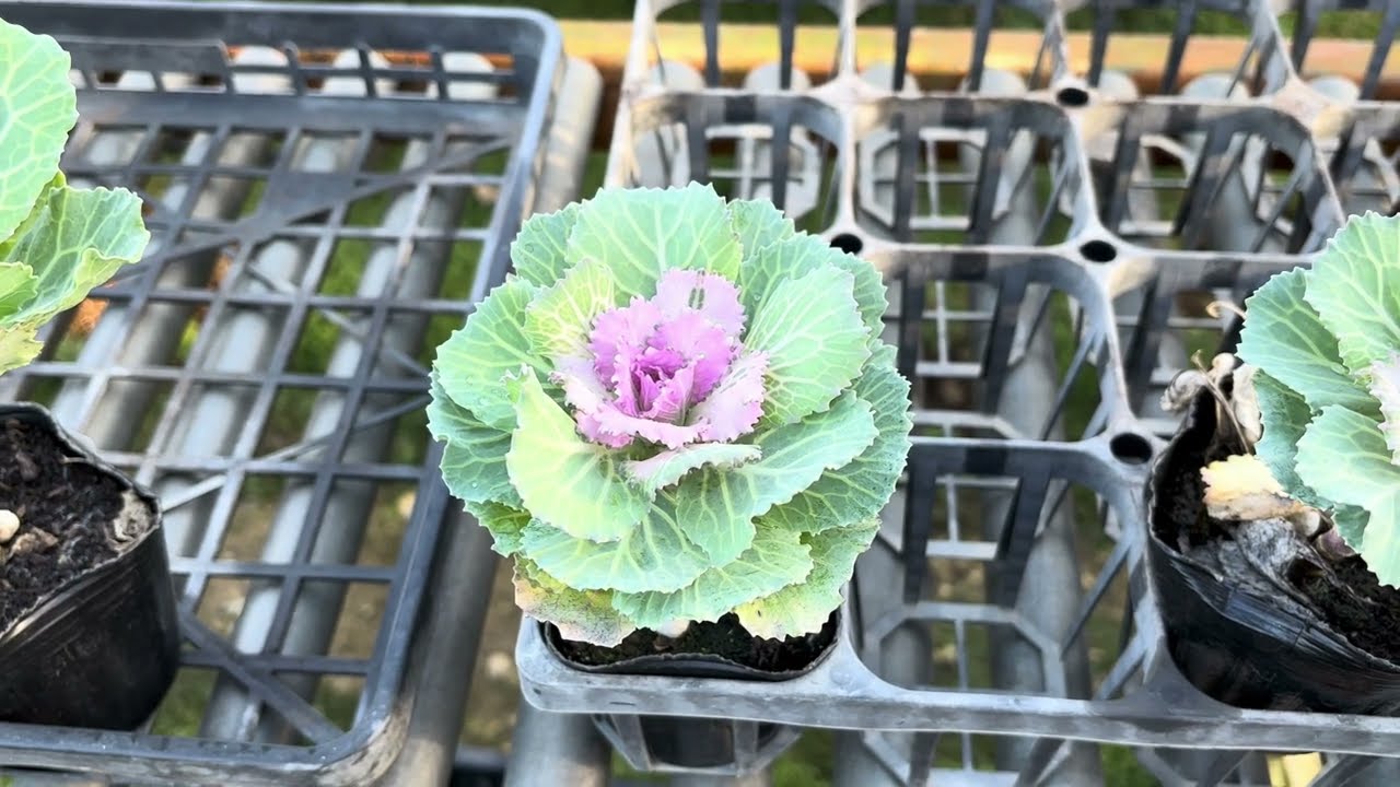 葉牡丹】【楽しみ方】いつ買ったらいいの！どのタイミングに植えたら