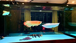 Super Clean Freshwater Arowana Tank Amazing Monster Fish and Arowana