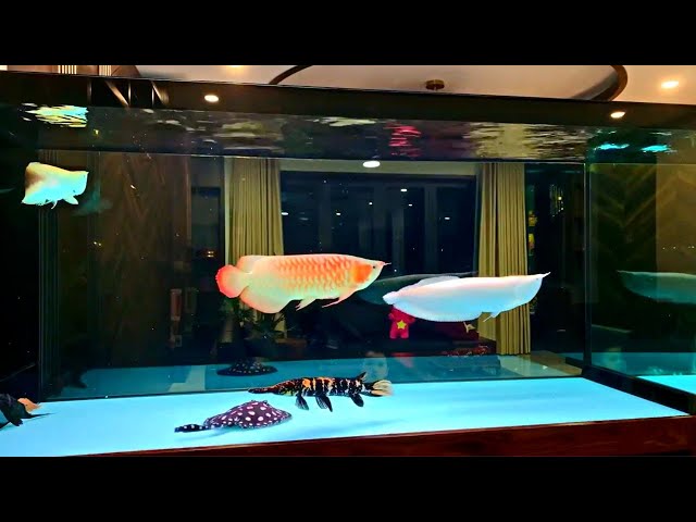 Super Clean Freshwater Arowana Tank | Amazing Monster Fish and Arowana class=
