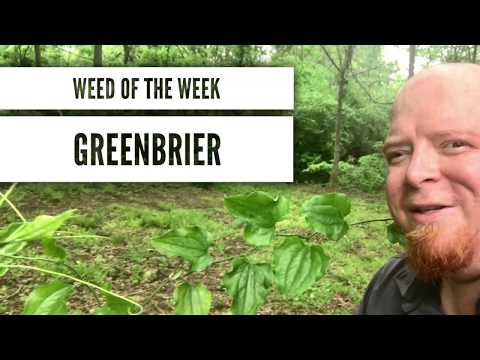 Video: Greenbrier Plant Control - Tips on Geting With Greenbrier Weeds