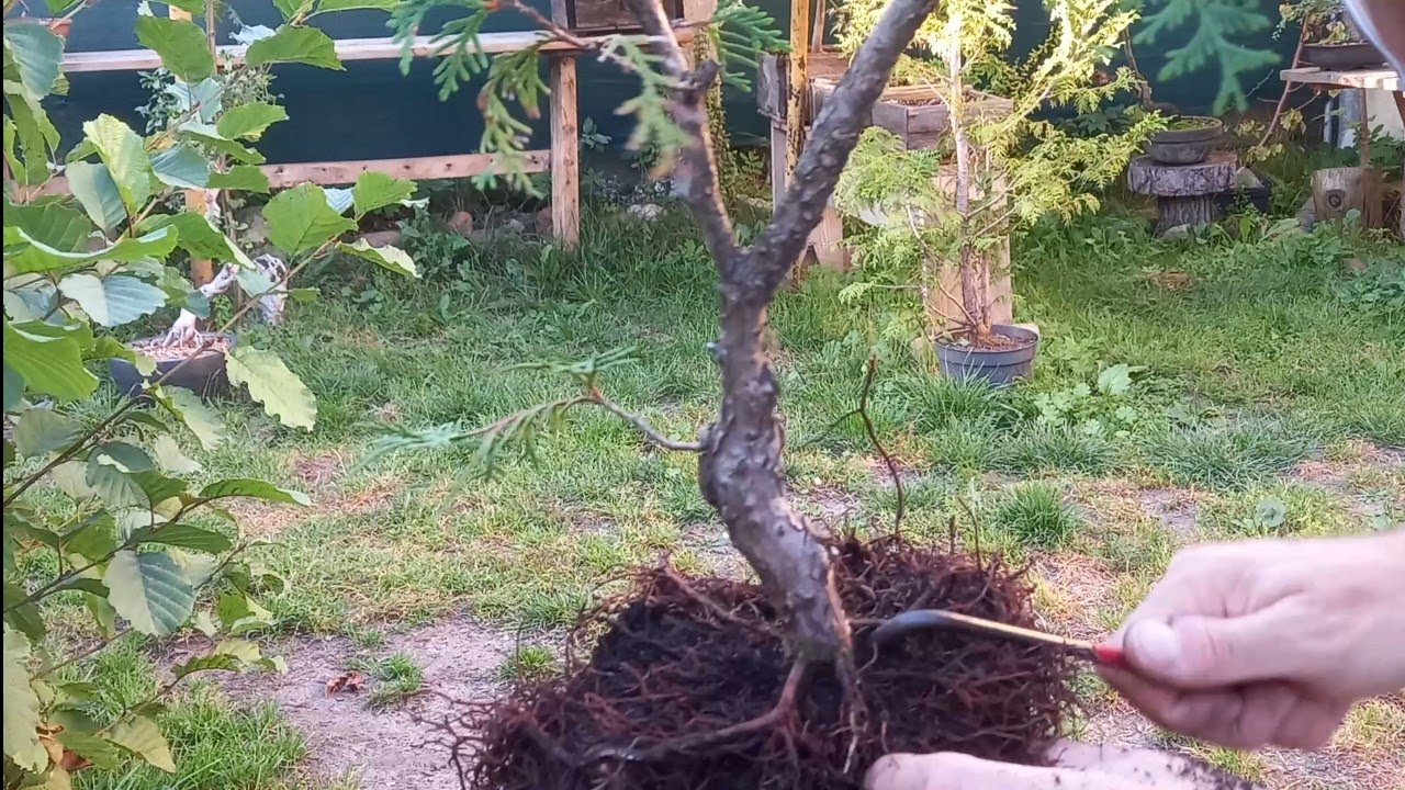Thuja,,globosa'' przesadzanie na bonsai materiału szkółkowego YouTube