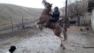 АСПИ ФУРУШИ АСПИ БЗИ БЕХТАРИН АСП АСТ БАРОДАРОН ДЕР НАКУНЕД