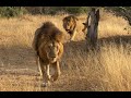 THE BOYS ARE BACK! Seen these three Male Lions at De Laporte Waterhole - Kruger National Park