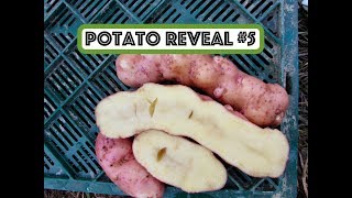 TPS Potato Reveal #5 - SG Crosses