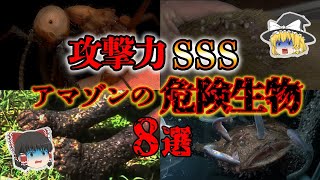 【ゆっくり解説】危険度が半端ない！アマゾンの恐ろしすぎる生物８選