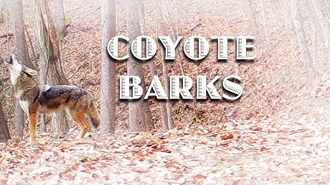 COYOTE BARKS