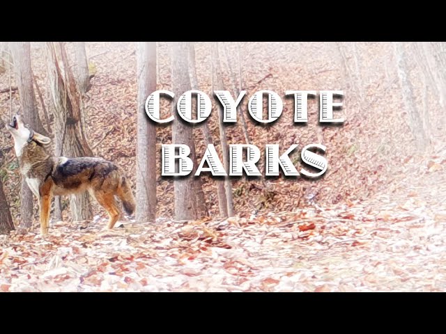 How coyote vocalizations compare to dog barks