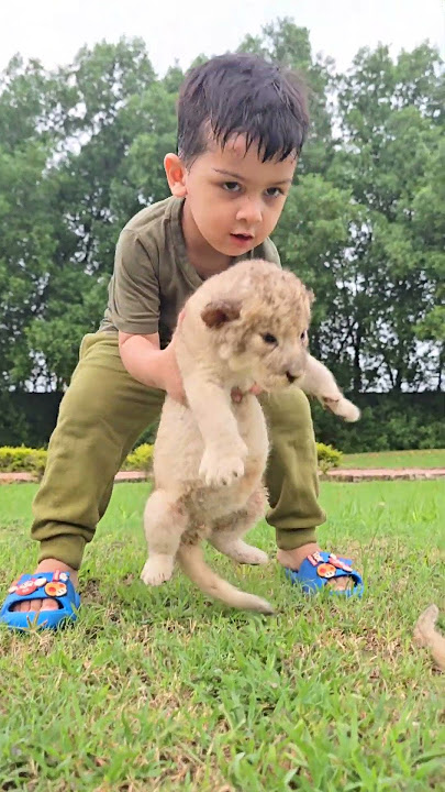 Little Kid With 15 days Old Lion Cubs | Nouman Hassan |