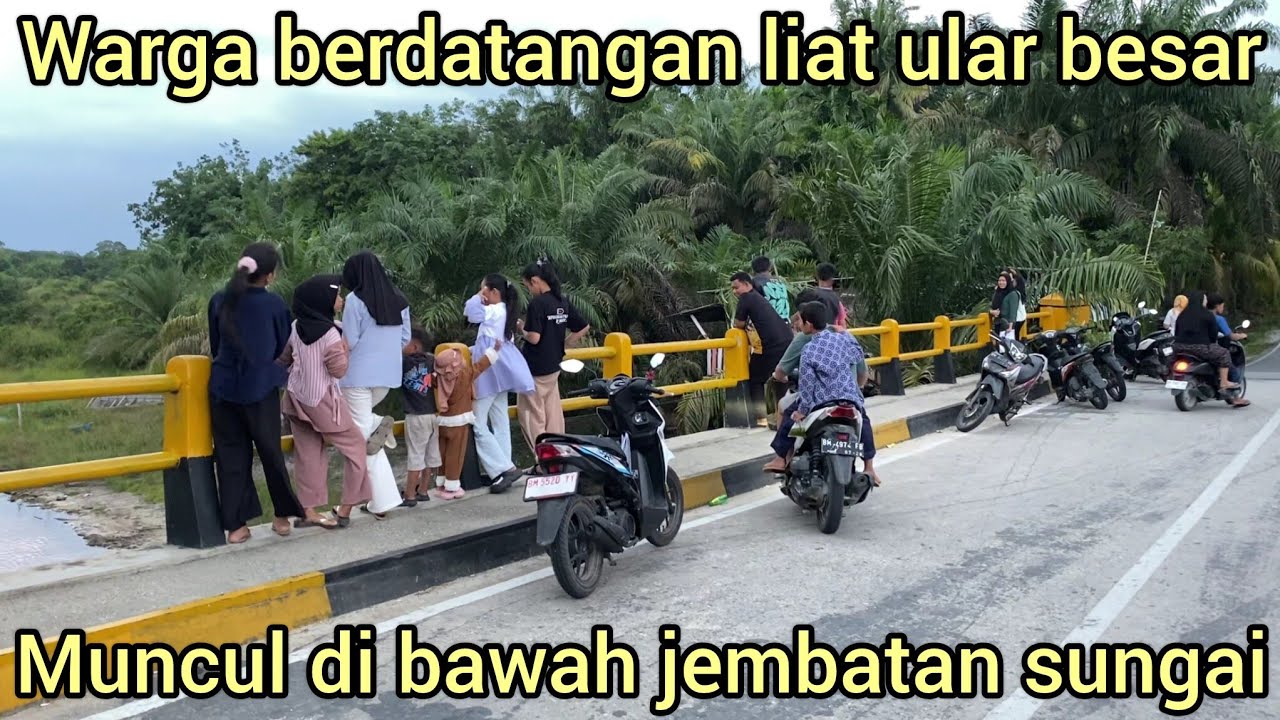 YANG DI TAKUTK4N PELEPASAN ULAR PYTHON BESAR UMUR 19 TAHUN KE SUNGAI AIR GAMBUT