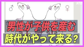 オスネズミでの妊娠・出産研究の中国軍医に疑問の声「自然の摂理に反する」【禁聞】