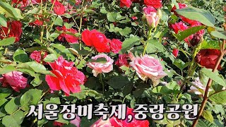 🌼서울장미축제, 중랑 장미공원 🌼Seoul Rose Festival, Jungnang Rose Park