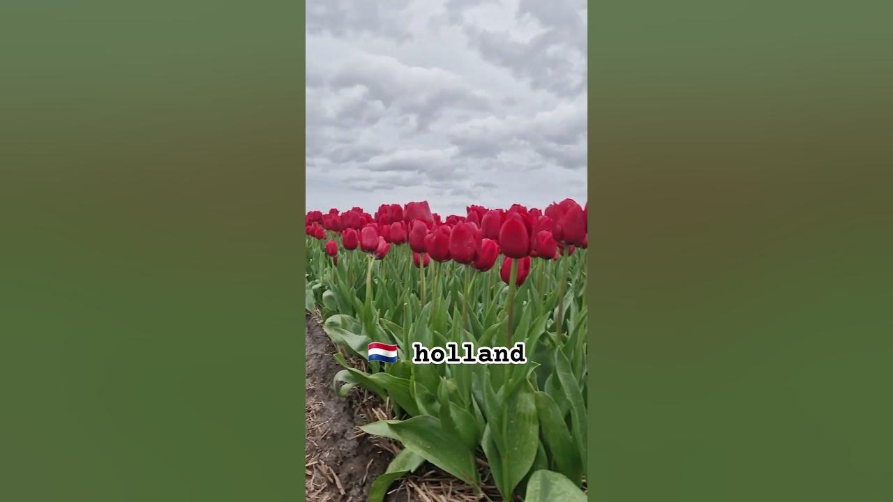 flowers fields holland / Nederland - YouTube