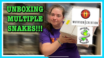 NEW PICKUP FROM MUTATION CREATION!!!! Unboxing Multiple Ball Pythons | Reptile Unboxing