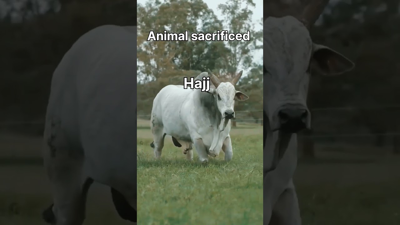 Eid al-adha sacrificed ,facts ,how many people sacrificed 