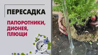 Пересадки: папоротники, дионея, плющи и немного рабочего процесса