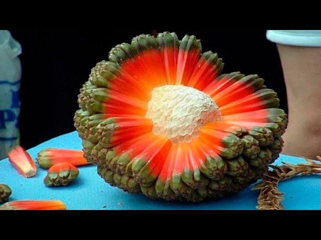 Fruits you've probably never seen before - YouTube
