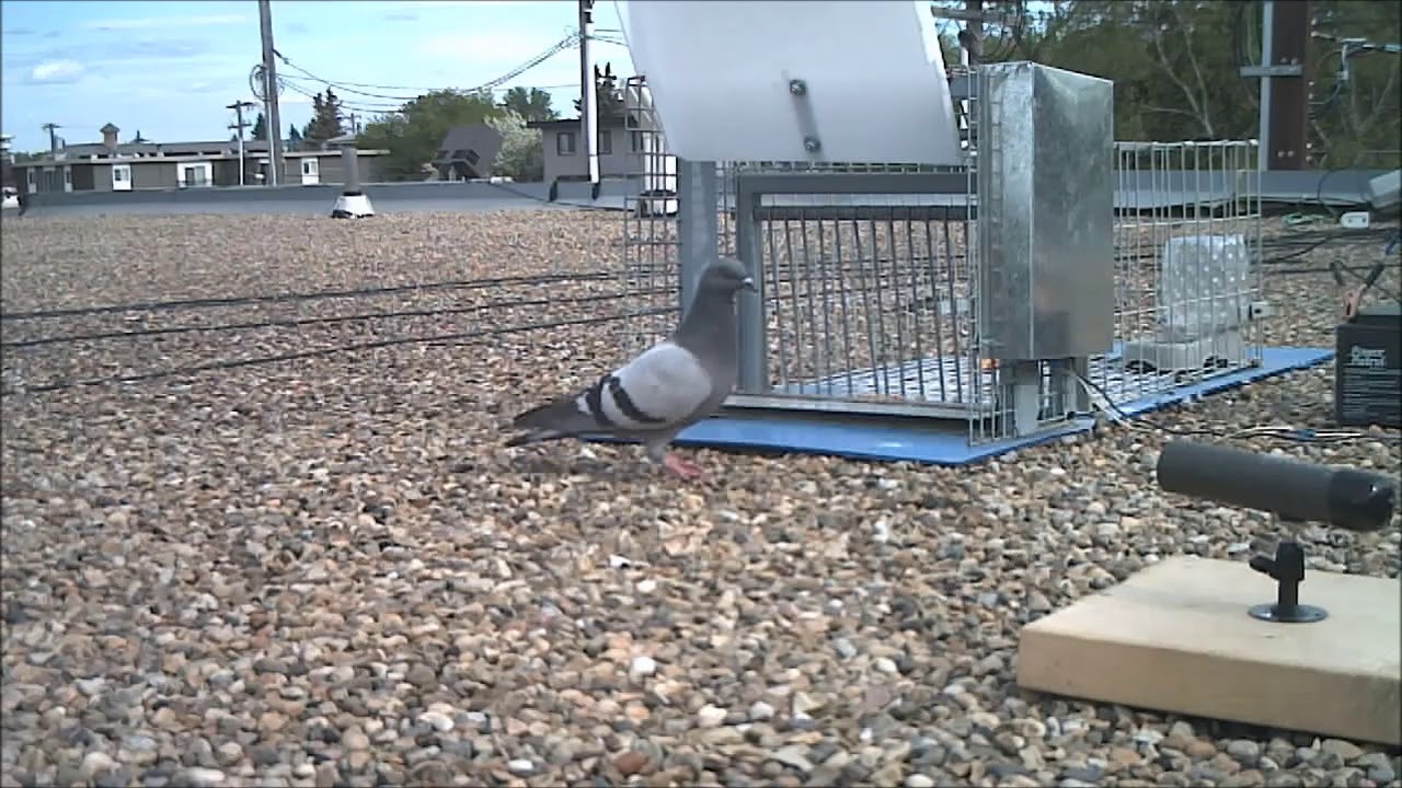 BEST Automated Pigeon Trap YouTube