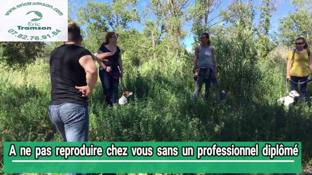 COMMENT EDUQUER UN CHIEN FUGUEUR/ERICTRAMSON/EDUCATEUR CANIN COMPORTEMENTALISTE - YouTube