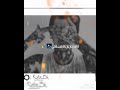 طلقة فعينك يا بنت الكلب تصميم