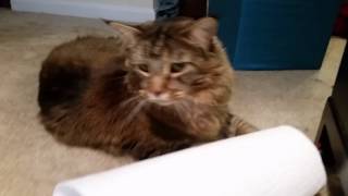 Maine Coon Cat Uses Paper Towel Pillow by bluefire10899 403 views 9 years ago 1 minute, 55 seconds