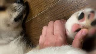 【秋田犬】Akita Inu puppy＜１１＞  ぼくの肉球、みる？Do you wanna see my paws?