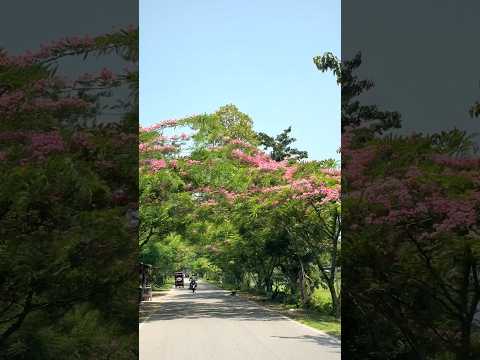 এই গরমে একটু ঘোরা ঘুরি #minivlog #dooars #travel