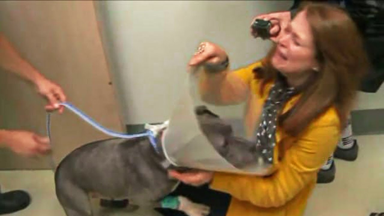 Abandoned Blind & Battered Pit Bull Finally Gets to see the world with ...
