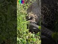 শিকারি ও শিকার হয় অন্যের খাবার হিসেবে #animallife #animals