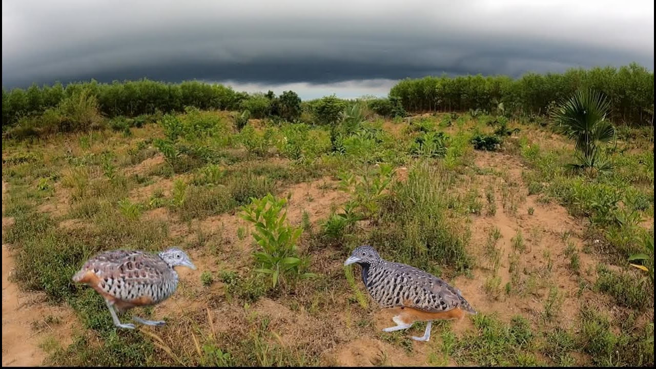 Một ngày bẫy chim cút không may mắn của Gia Cóp 60 Vlog