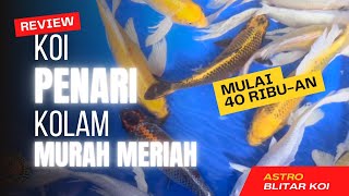 KOI PENARI KOLAM MURAH ?40 RIBUAN SAJA