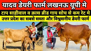 👌🐄 यादव डेयरी फार्म पर टाप साहीवाल व क्रास ब्रीड गाय बिक्री के लिए उपलब्ध | yadav dairy farm lucknow