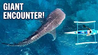 Whale Sharks in Oslob Cebu Philippines | Amazing Experience