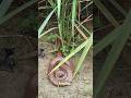 The Truth Behind the Two-Headed Snake