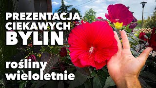 Wyjątkowe byliny do ogrodu i donic - rośliny wieloletnie