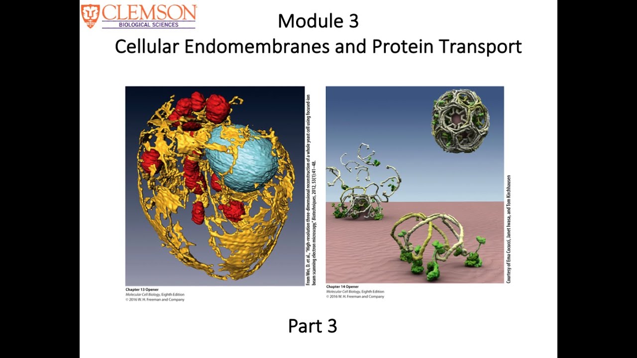 11 Cell Biology Module 3 Part 3 - YouTube