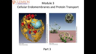 11 Cell Biology Module 3 Part 3