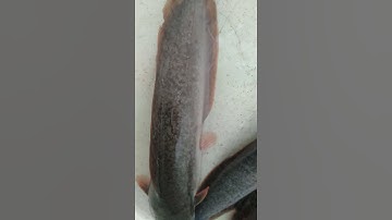 Cận cảnh cá trê vàng lai nuôi được 2 tháng. #shorts