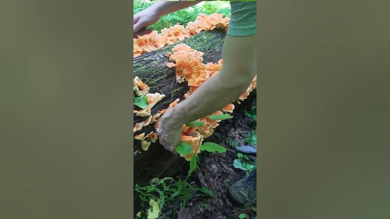 50 Pounds of Chicken of the Woods Mushrooms! Foraging / Survival / Bushcraft