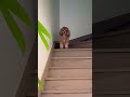 Bye the word she doesn't want to hear #dogs #cutepets #dogsandcats